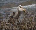 _7SB0933 great-blue heron swallowing fish